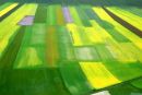 Green Klee
